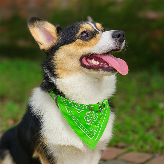 Bandana chien | Classique intemporel
