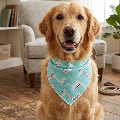 bandana pour chien bleu