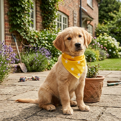 bandana pour chien à motifs étoilé