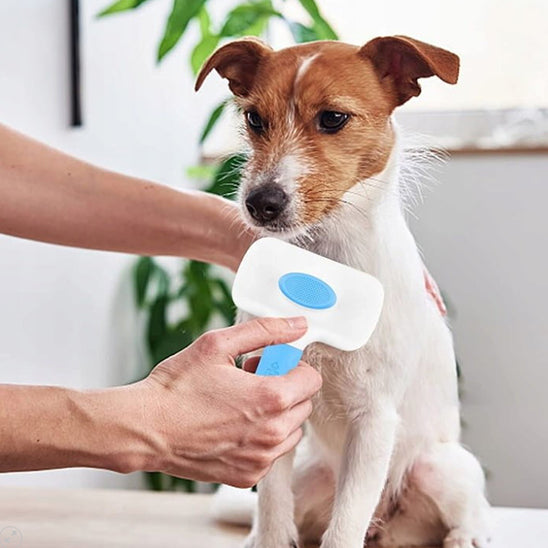 Brossage chien à poil court avec la brosse pour chien