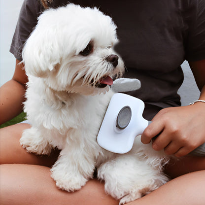 brosse pour chien sur les genoux