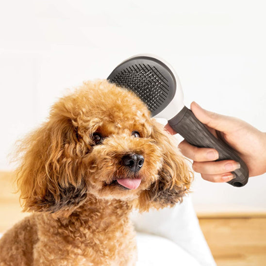 Brossage de la tête avec la brosse pour chien