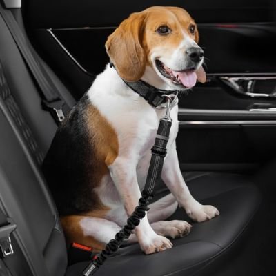 Ceinture de sécurité pour chien