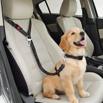 Ceinture de sécurité pour chien