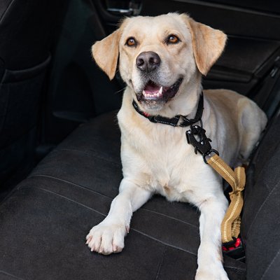 Ceinture de sécurité pour chien beige