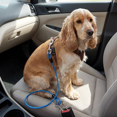 Ceinture de sécurité pour chien bleue