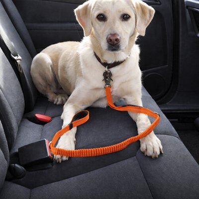 Ceinture de sécurité pour chien calme et serein