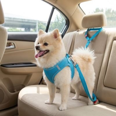 Ceinture de sécurité pour chien fixation harnais