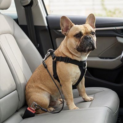 Ceinture de sécurité pour chien noire