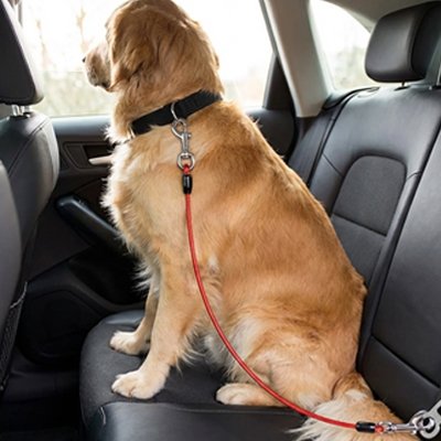 Ceinture de sécurité pour chien orange
