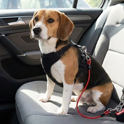 Ceinture de sécurité pour chien rouge