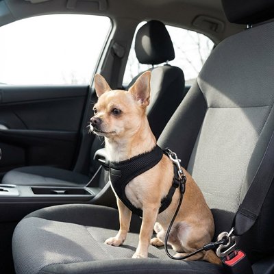 Ceinture de sécurité pour chien solide