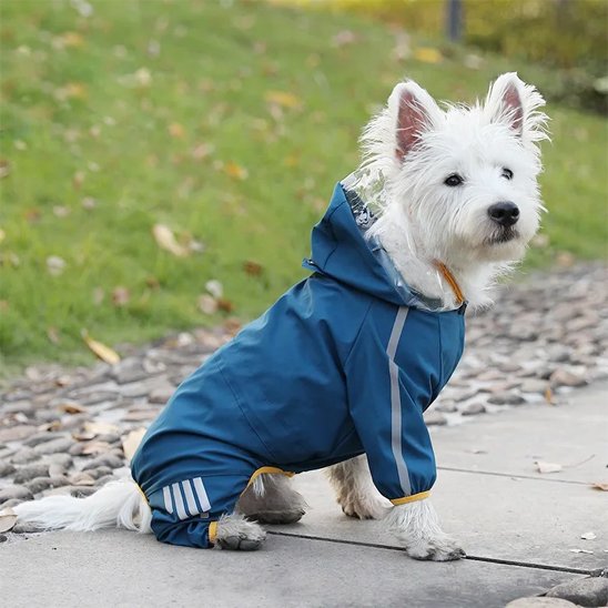 Ciré pour chien