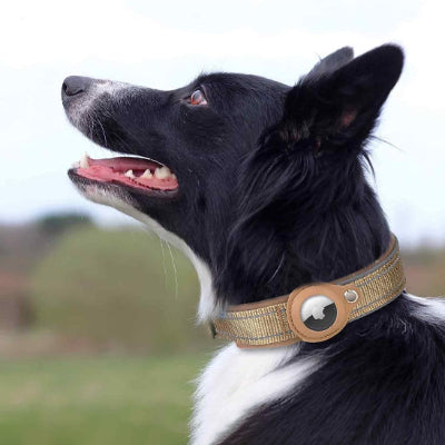 collier GPS chien Border attentif