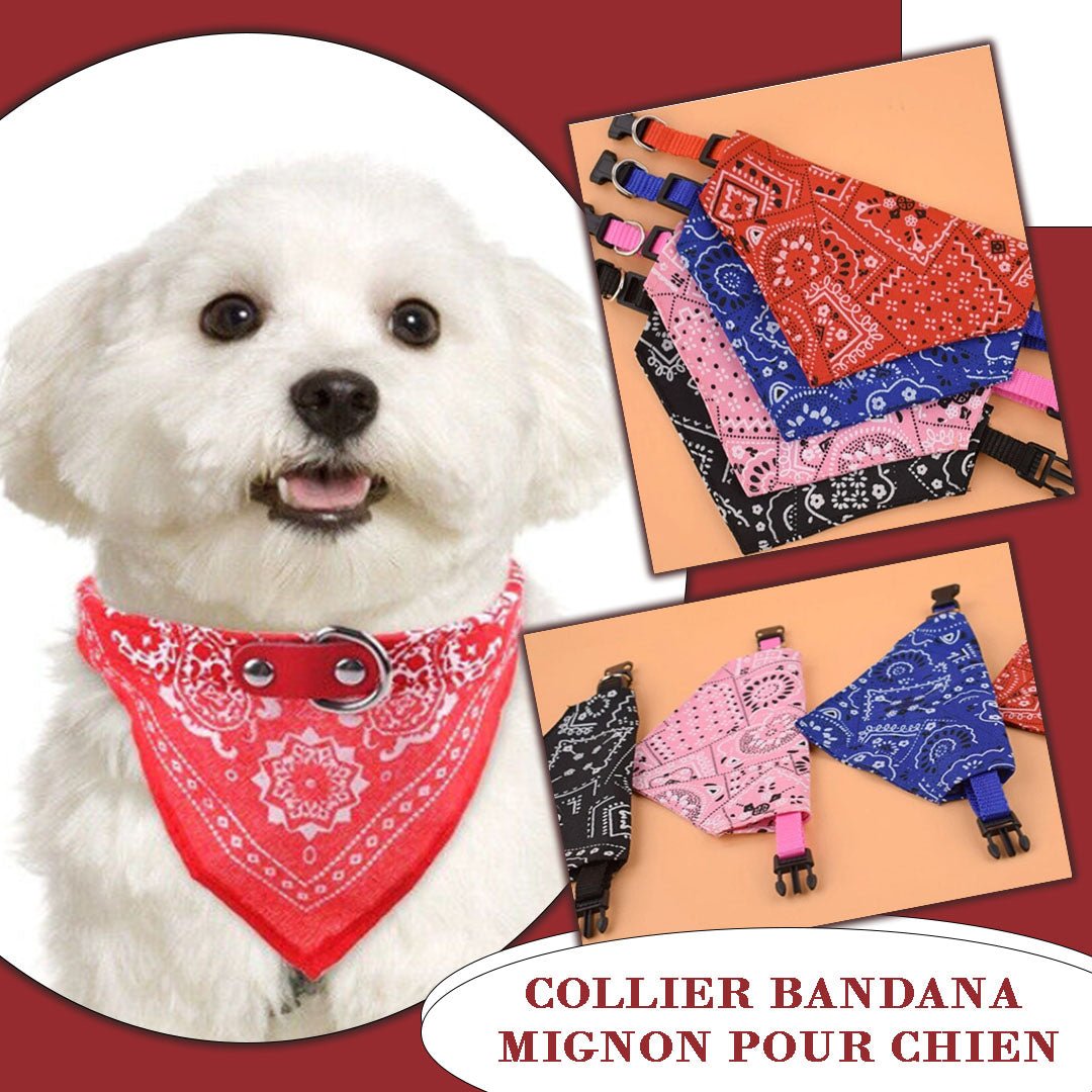 Collier chien | Bandanacol™ - Je Promène Mon Chien