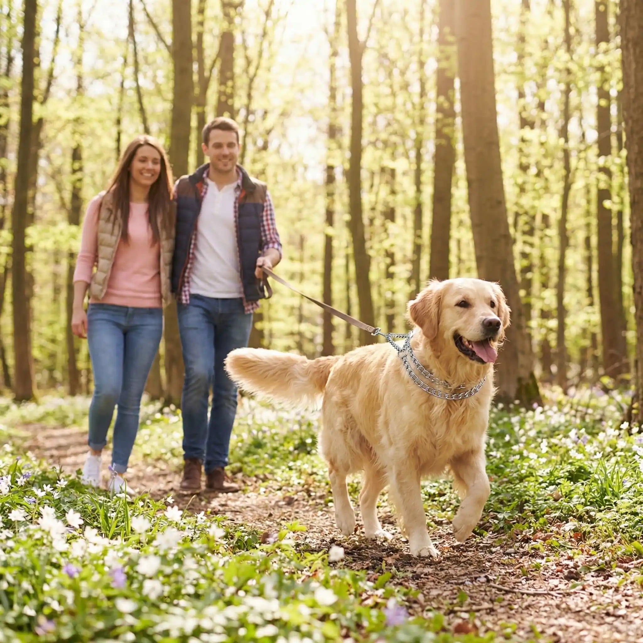collier chien promenade en forêt