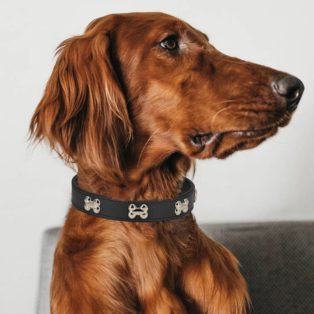 Collier chien cuir | Yakucol™ - Je Promène Mon Chien