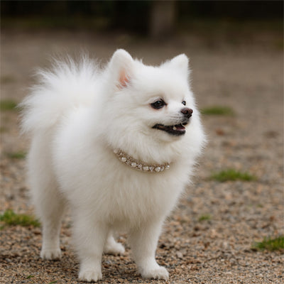 Collier Chien | Elégant et stylé