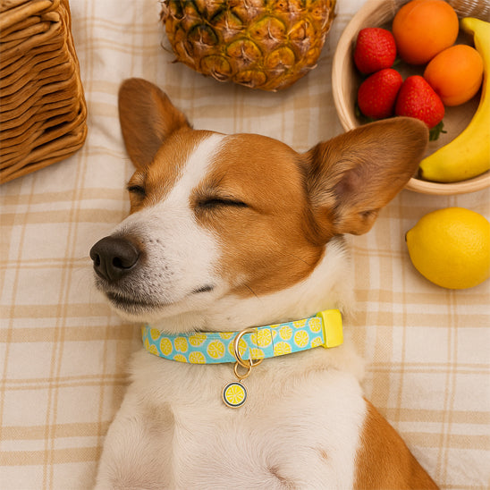 Collier chien | Fruits™ - Ultra-tendance