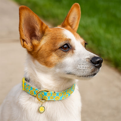 Collier chien | Fruits™ - Ultra-tendance