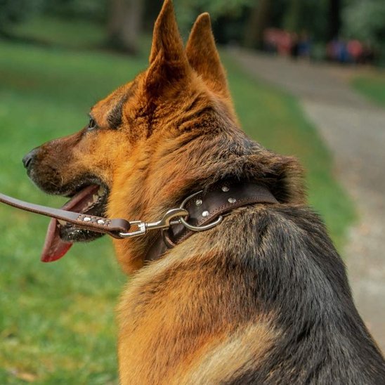 Collier chien grande taille