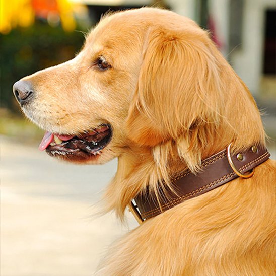 Collier chien marron