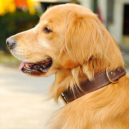 Collier chien marron