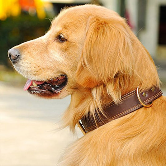 Collier chien marron