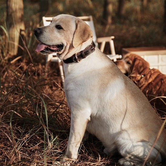 Collier chien marron