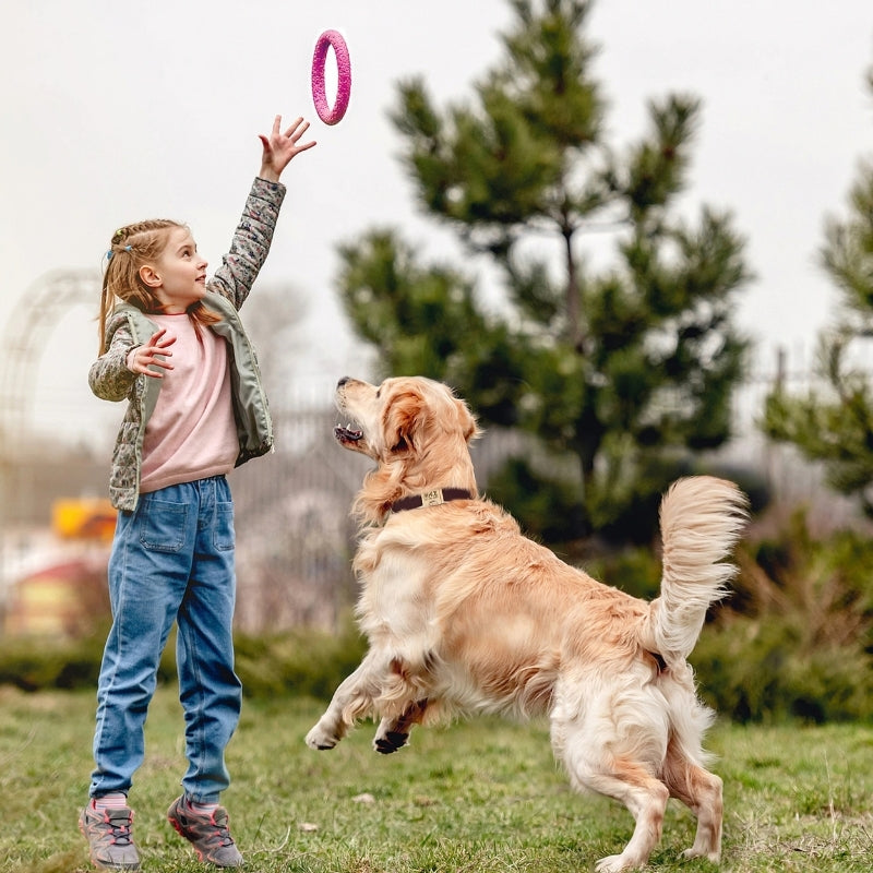 collier chien personnalisé chien joue avec enfant