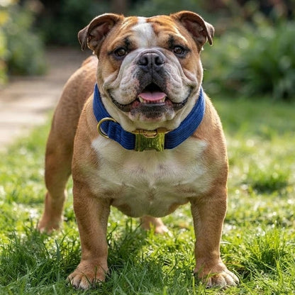Collier chien personnalisé bleu