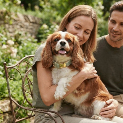 collier chien personnalisé couple sur un banc