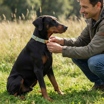 Collier chien personnalisé en balade