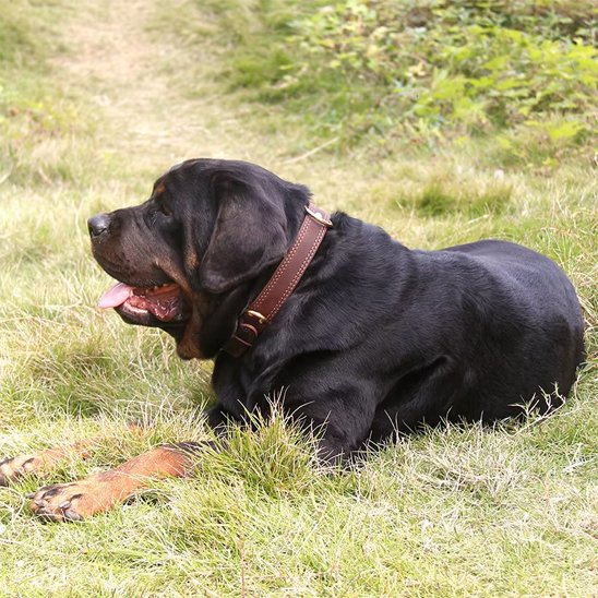 Collier chien petite taille