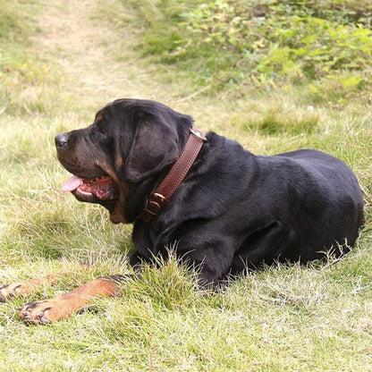 Collier chien petite taille