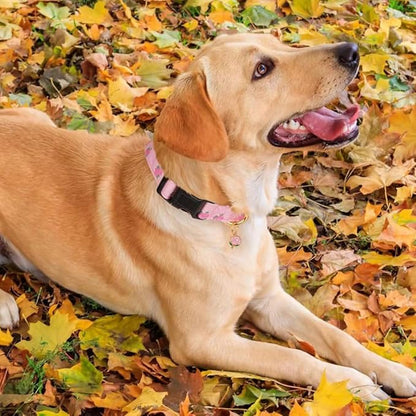 Collier chien | Romanticol™ - romantisme et aventures