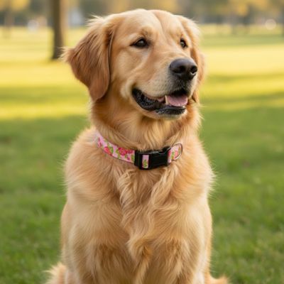 Collier chien | Romanticol™ - romantisme et aventures