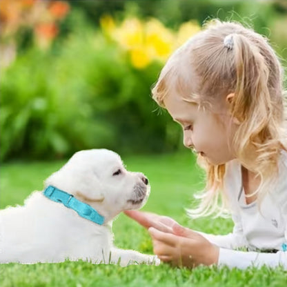 Collier chien | Souple et Confortable