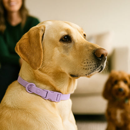 Collier chien | Souple et Confortable