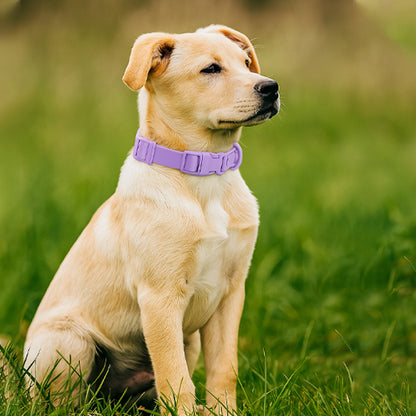 Collier chien | Souple et Confortable