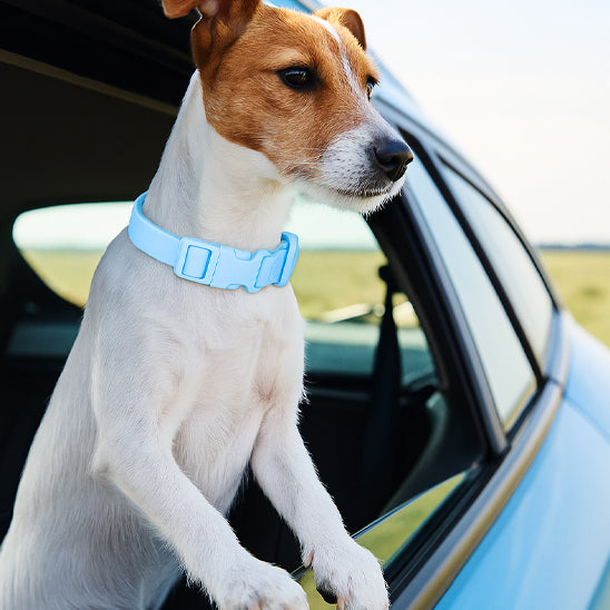 Collier chien | Souple et Confortable