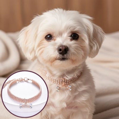 Collier chiot | Confort Réglable