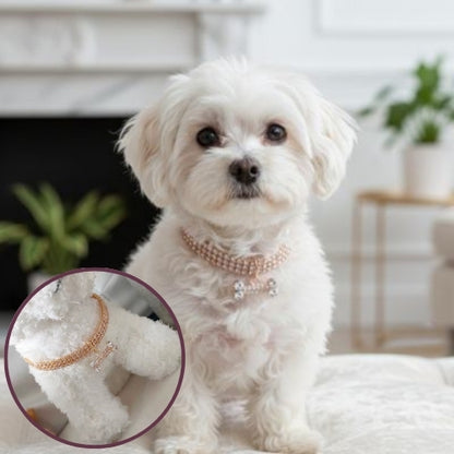 Collier chiot | Confort Réglable