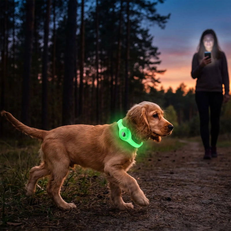 collier GPS chien sans abonnement soir