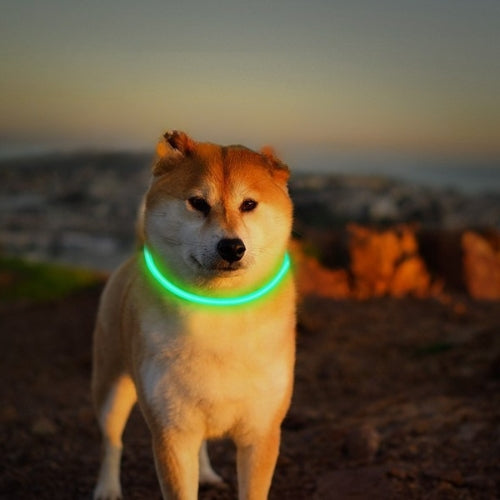 Collier Lumineux Chien | NightSafe™