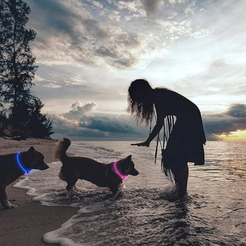 Collier Lumineux Chien | NightSafe™