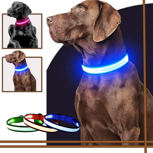 Collier lumineux chien | Ticouco - LED - Je Promène Mon Chien