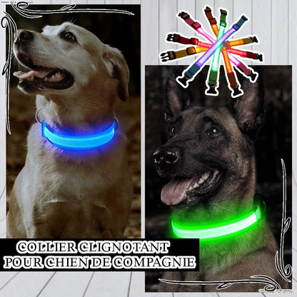 Collier lumineux chien | Ticouco - LED - Je Promène Mon Chien