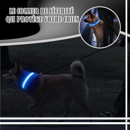 Collier lumineux chien | Ticouco - LED - Je Promène Mon Chien