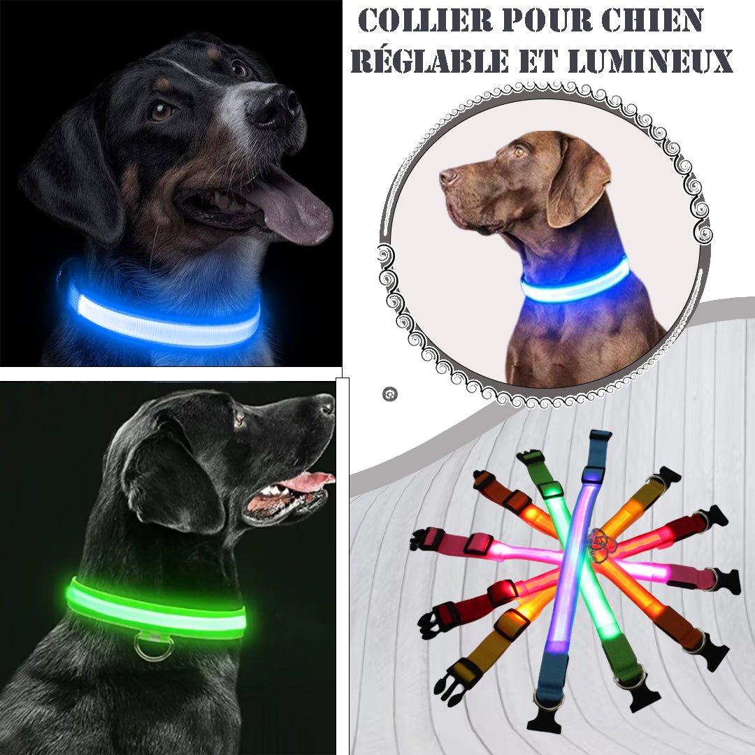 Collier lumineux pour chien | Ticoucol™ - Je Promène Mon Chien